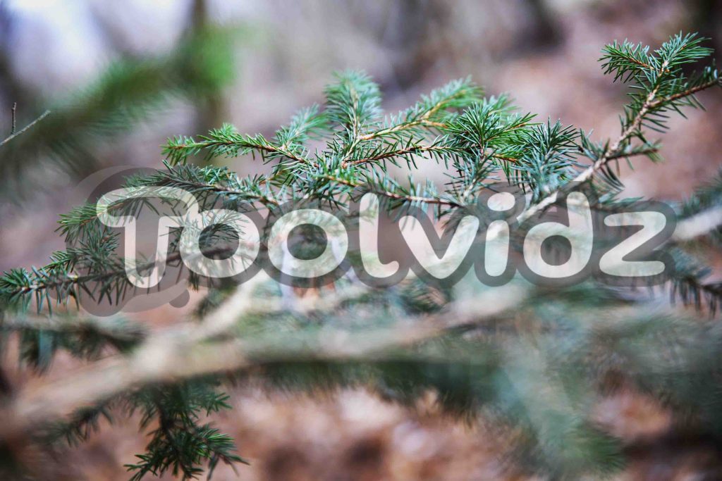 Scatto in macro di un ramo di abete con sfondo sfuocato in mezzo al bosco