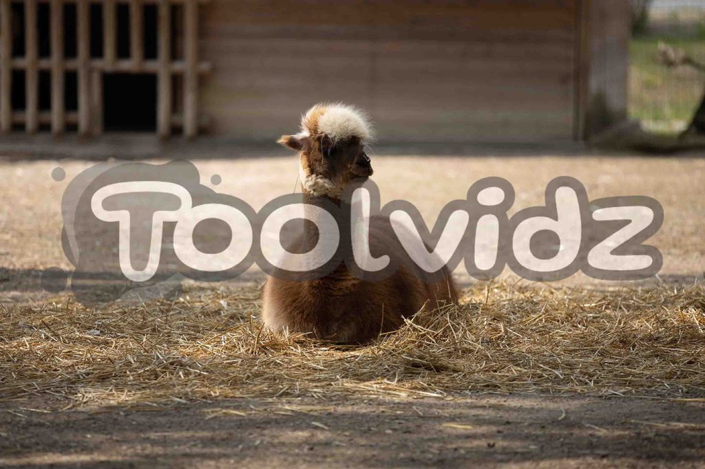 Un alpaca marrone e bianco sta riposando su un materasso di fieno. Immagine coperta da un watermark