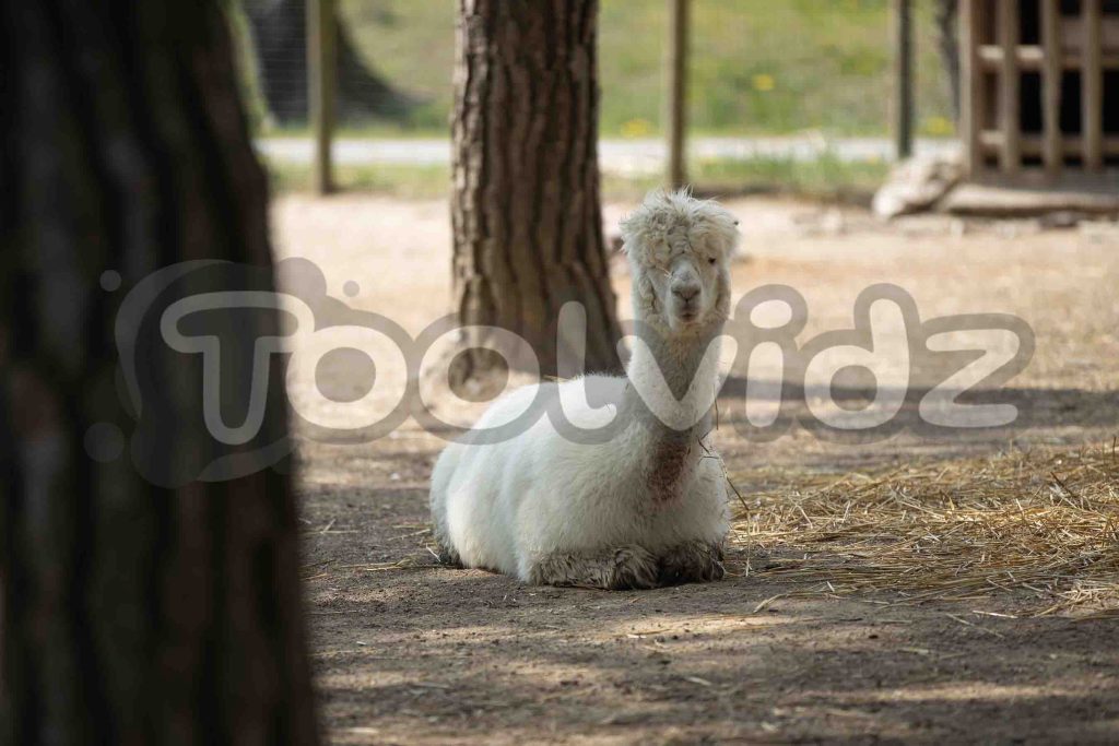 Un alpaca bianco sta riposando su un materasso di fieno. Immagine coperta da un watermark.