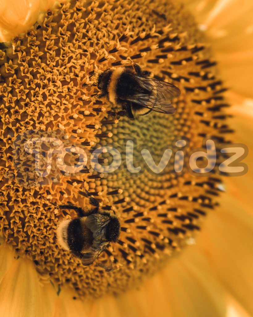 Due api impollinano un girasole