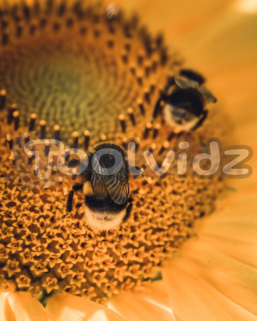 Due api impollinano insieme un girasole, fotografia macro
