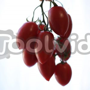 Un grappolo di pomodori datterini su sfondo chiaro di una finestra sfuocata